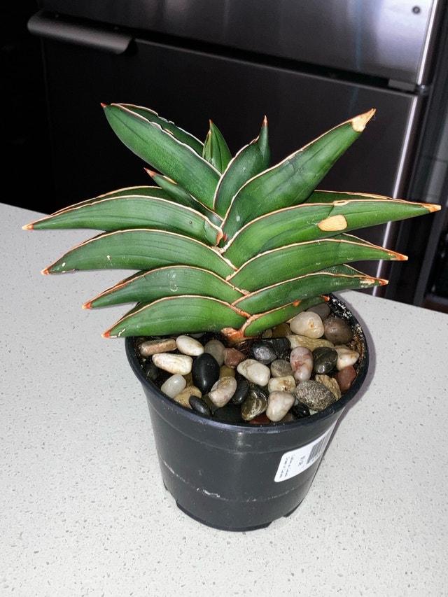 Samurai Plant