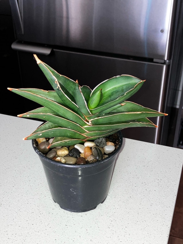 Samurai Plant - photo 2