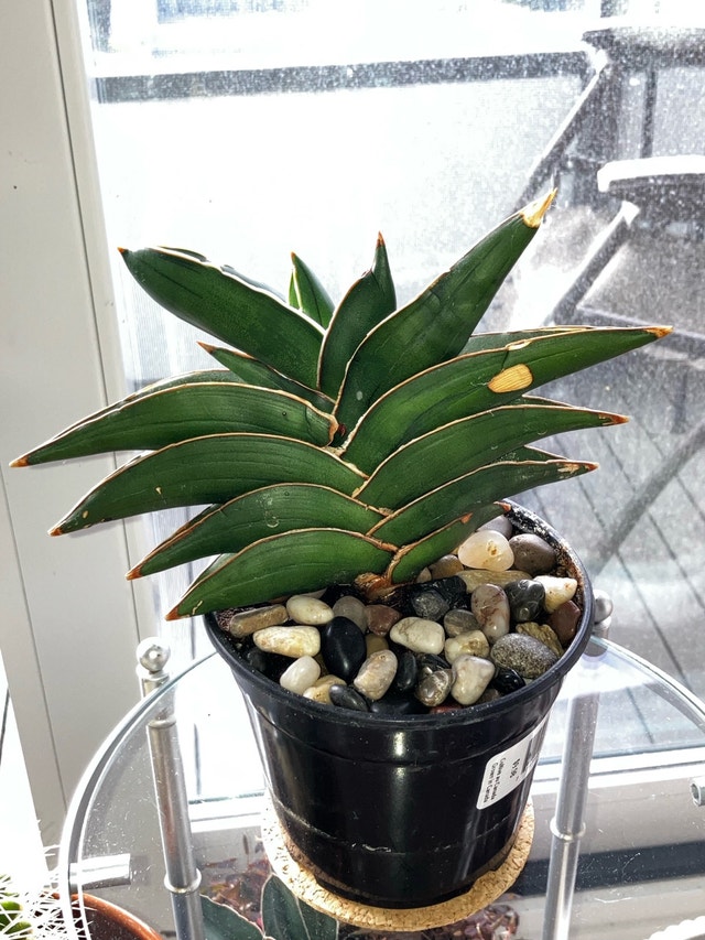 Samurai Plant - photo 3