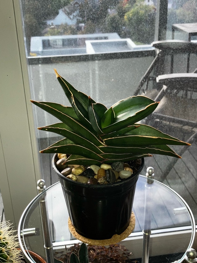Samurai Plant - photo 4