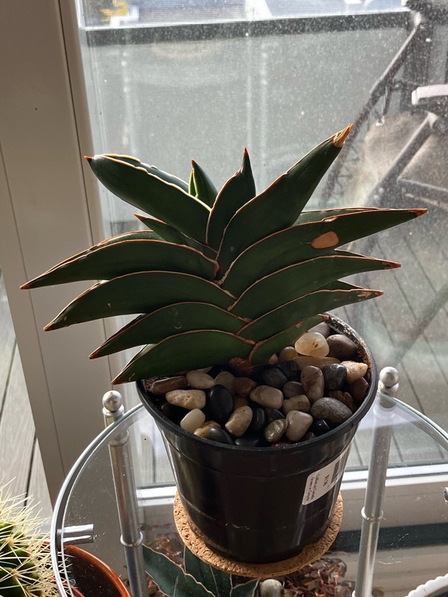 Samurai Plant - photo 5