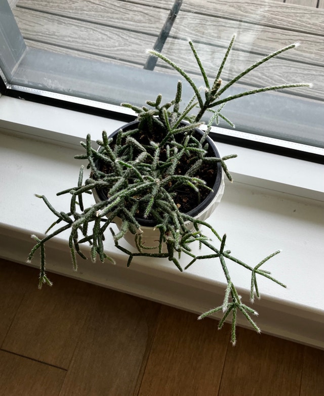Jungle Cactus - Rhipsalis Pilocarpa