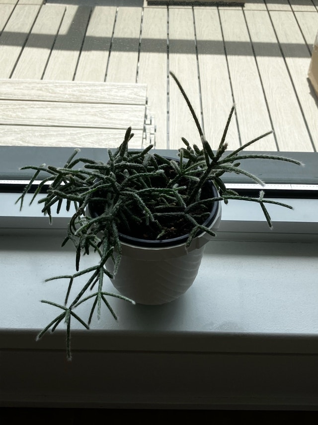 Jungle Cactus - Rhipsalis Pilocarpa - photo 2