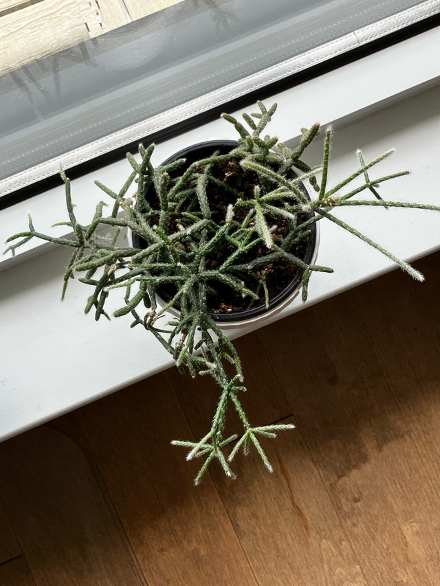 Jungle Cactus - Rhipsalis Pilocarpa - photo 3