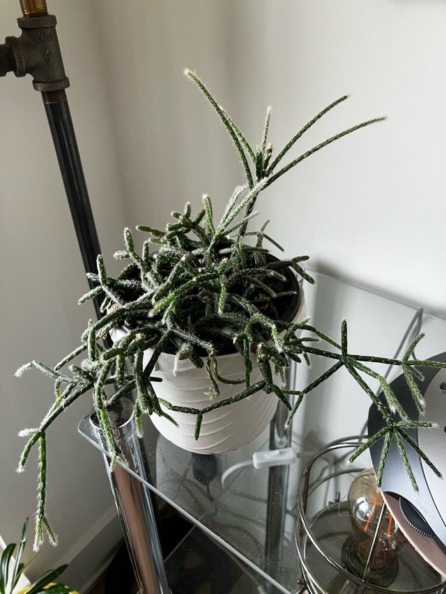 Jungle Cactus - Rhipsalis Pilocarpa - photo 4