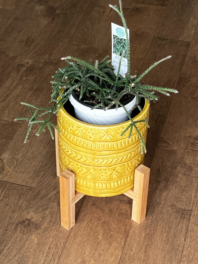 Cactus and pot/stand