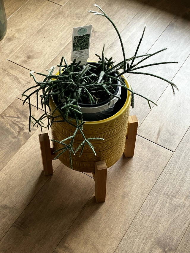 Cactus and pot/stand - photo 2