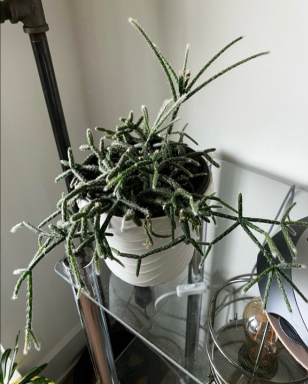 Cactus and pot/stand - photo 3