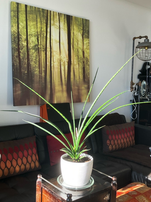 Sansevieria