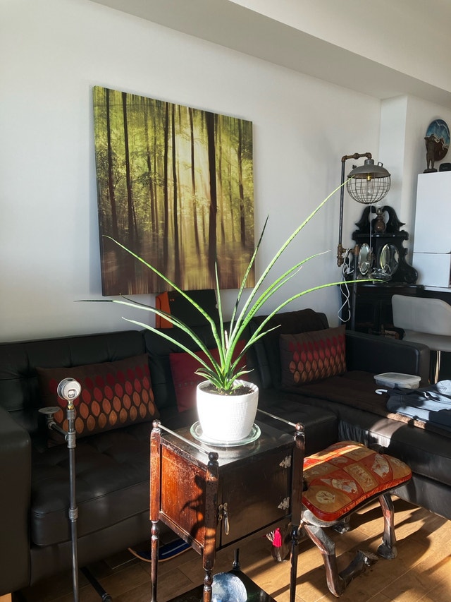 Sansevieria - photo 2