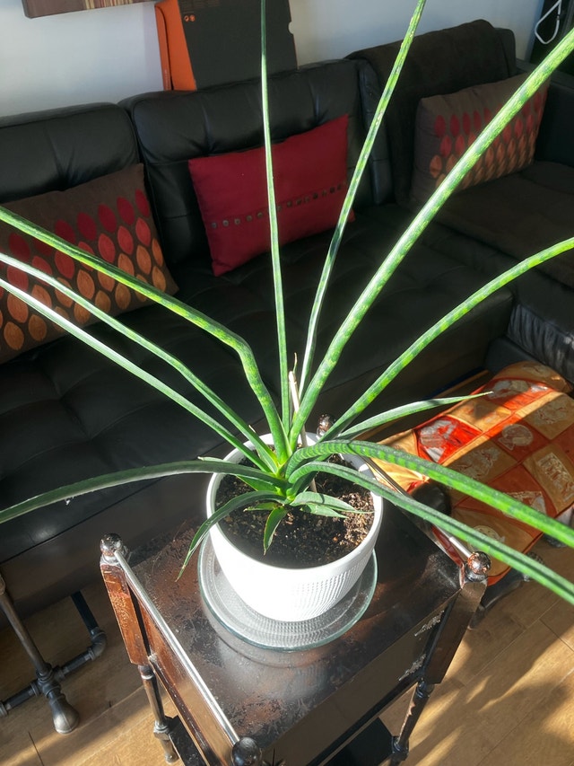 Sansevieria - photo 3