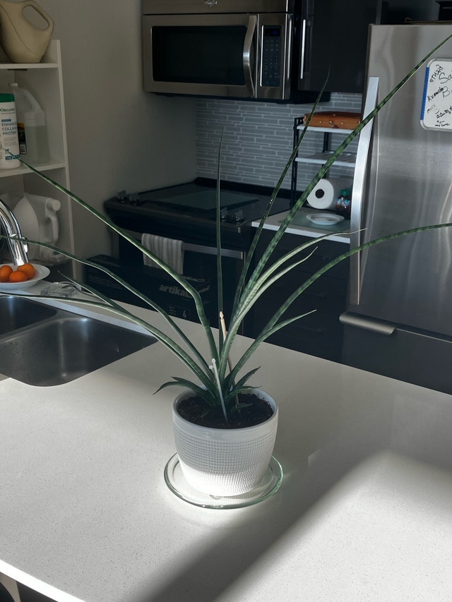 Sansevieria - photo 4