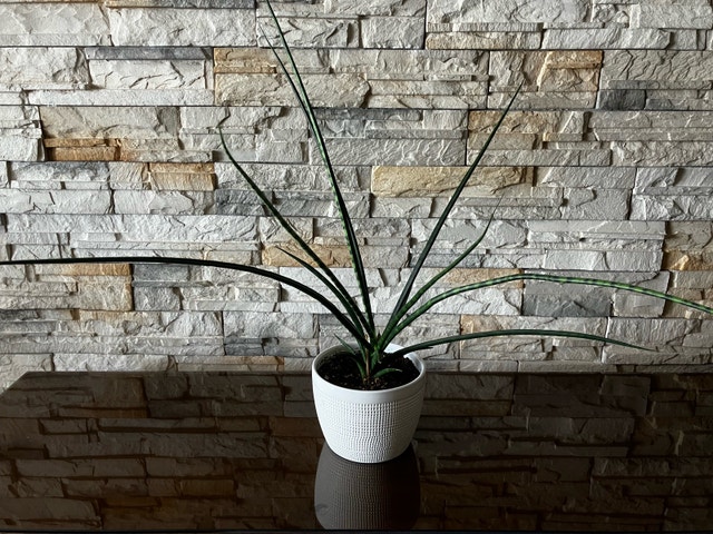 Sansevieria Plant