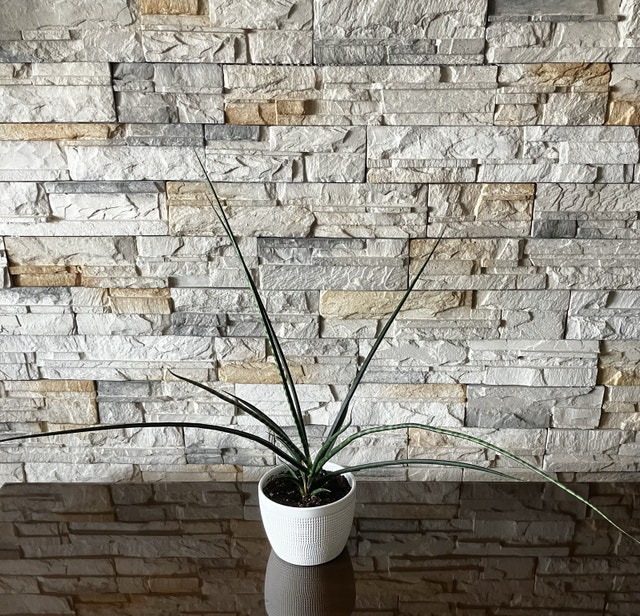 Sansevieria Plant - photo 2