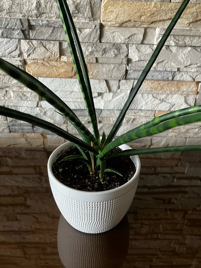 Sansevieria Plant - photo 3