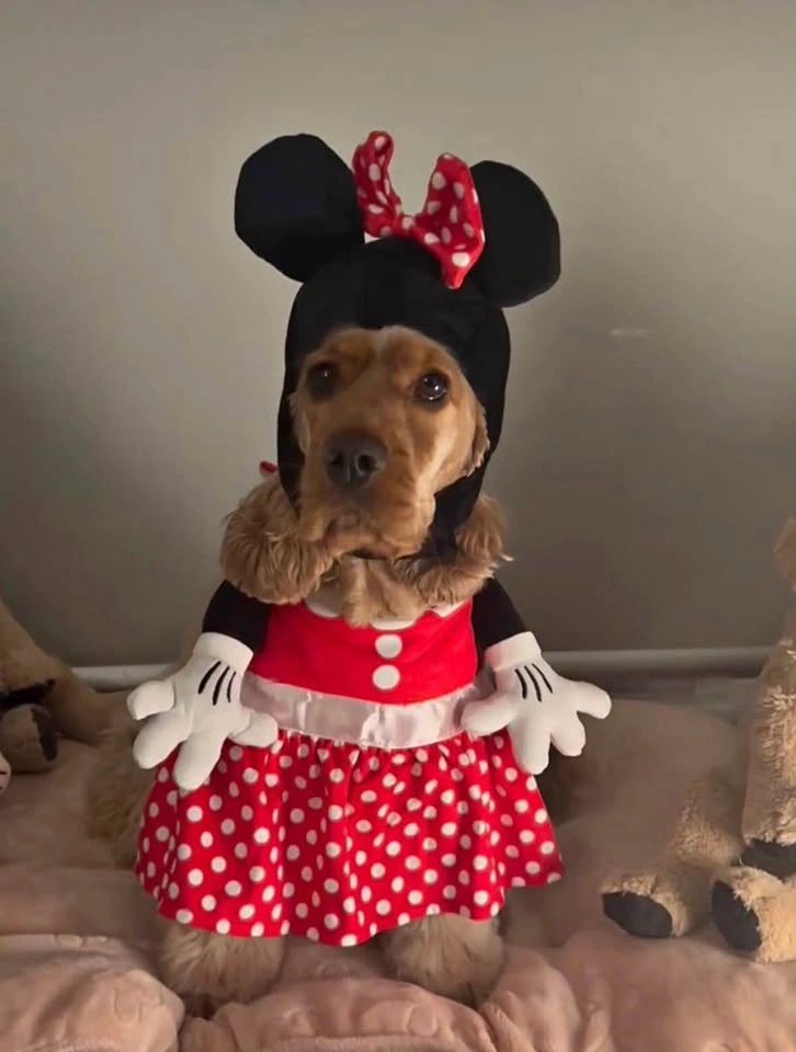 Minnie Mouse Dog Costume (Fits ~14kg) – Walking Illusion