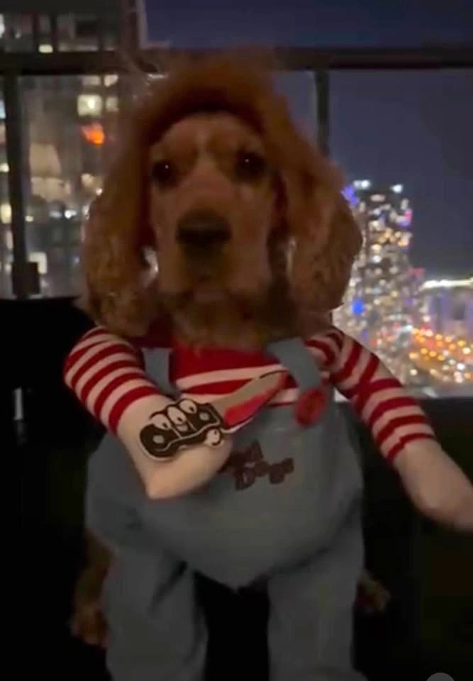 Chucky Dog Costume (Fits ~12-13kg) with Wig – Halloween