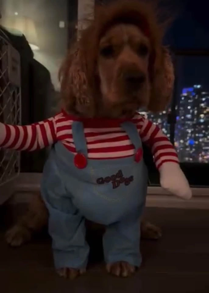 Chucky Dog Costume (Fits ~12-13kg) with Wig – Halloween - photo 2