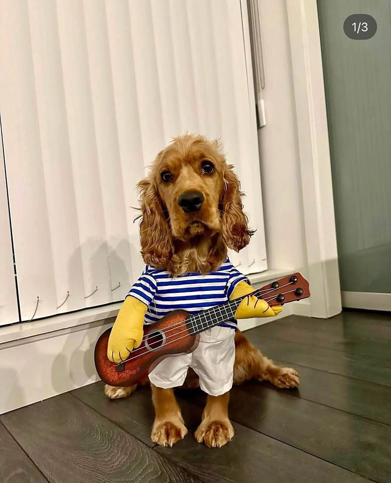 Dog Guitarist Costume (Fits ~8-9kg) – Rock Star – Halloween