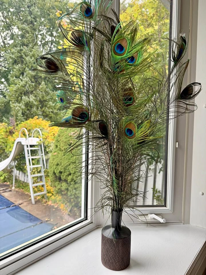 Real Peacock Feathers with Decorative Vase