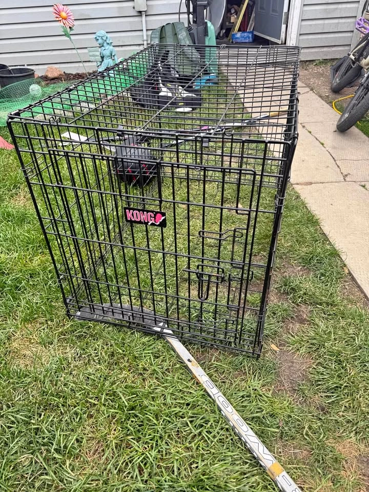Kong dog crate