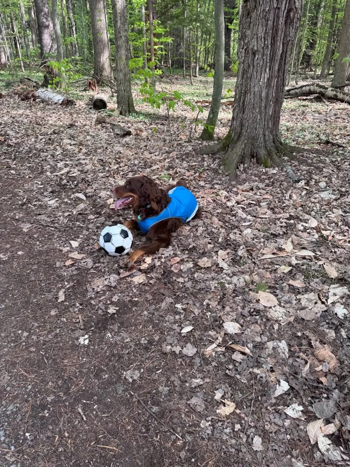 Canada Pooch Cooling Vest - photo 4