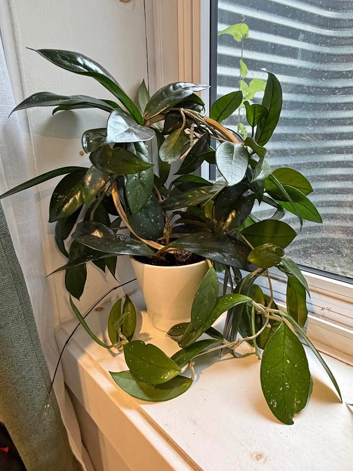 Hoya Plant