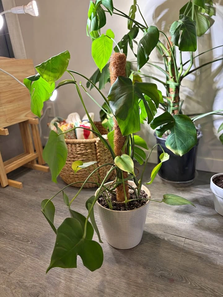 Monstera Plant