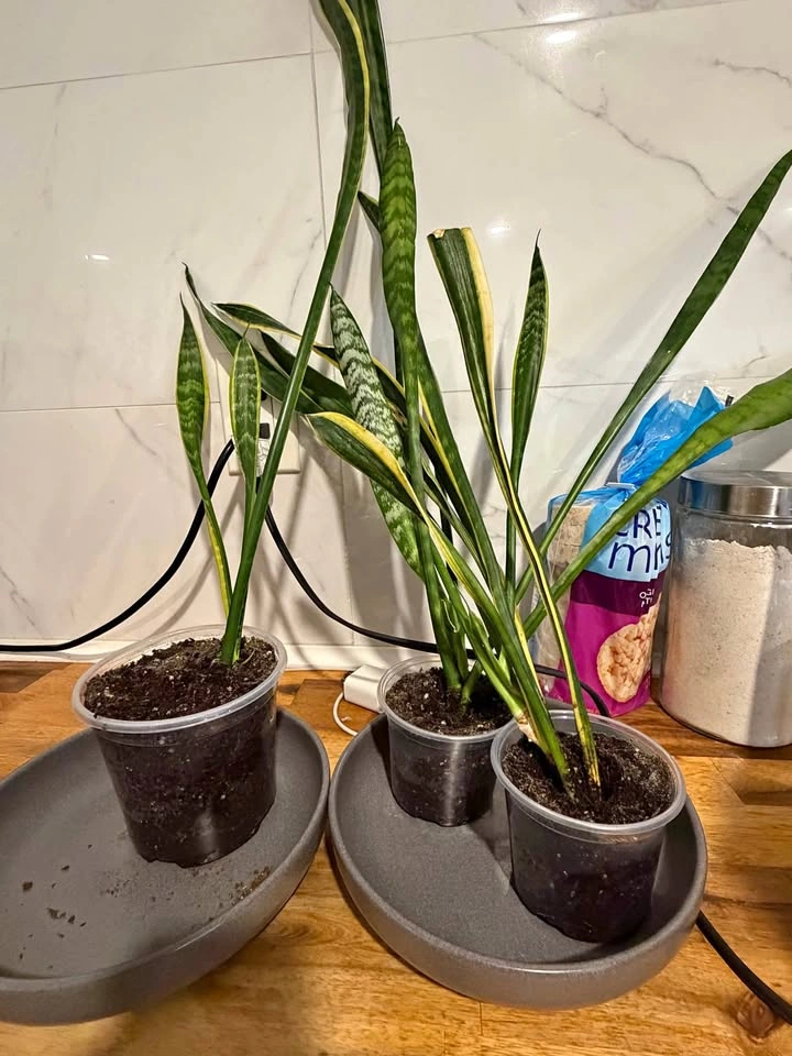 Sansevieria trifasciata plant