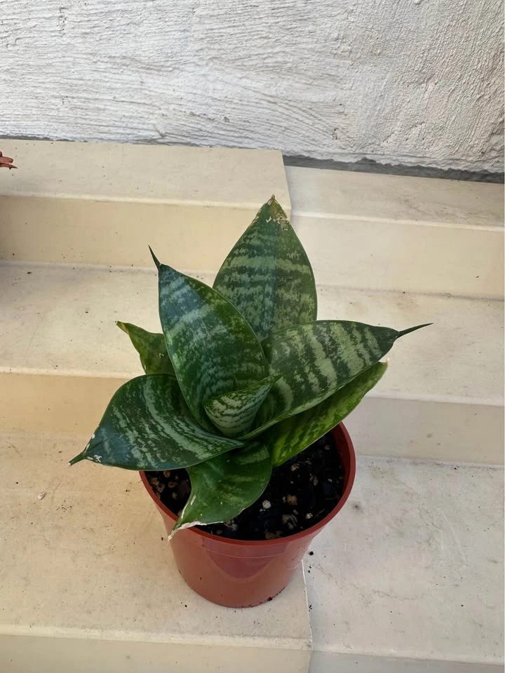 Dwarf Green Hahnii (Bird’s Nest) Snake Plant 🌱