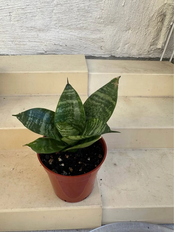 Dwarf Green Hahnii (Bird’s Nest) Snake Plant 🌱 - photo 2