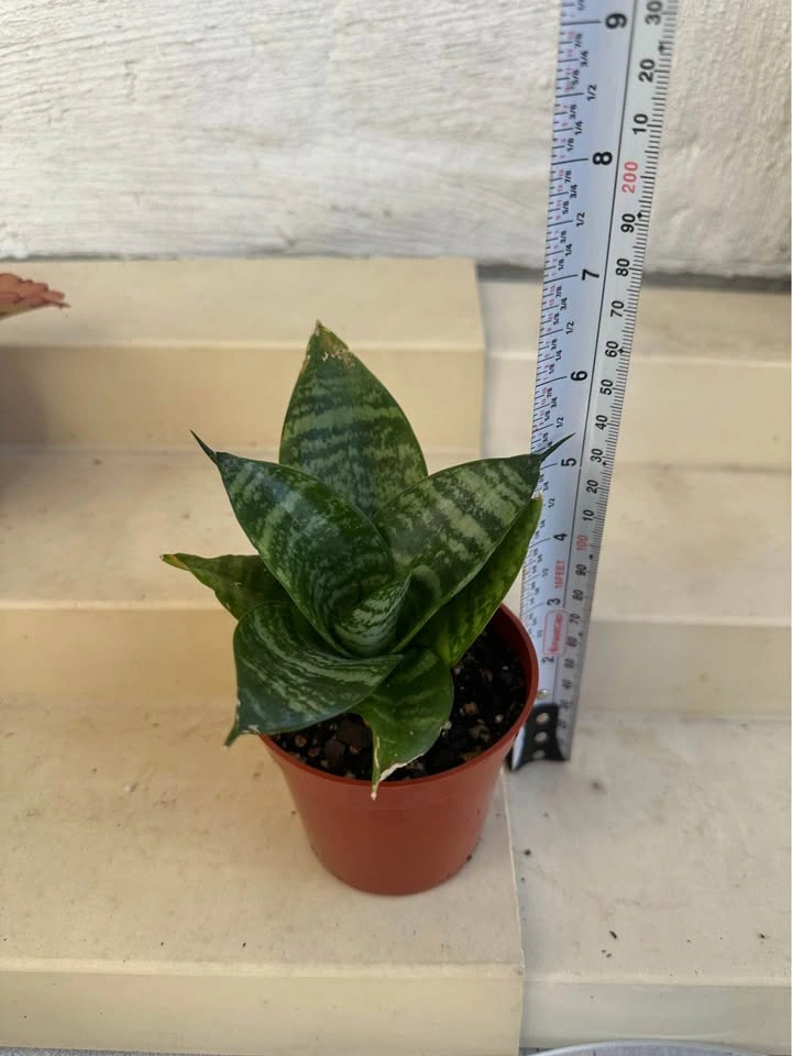 Dwarf Green Hahnii (Bird’s Nest) Snake Plant 🌱 - photo 3