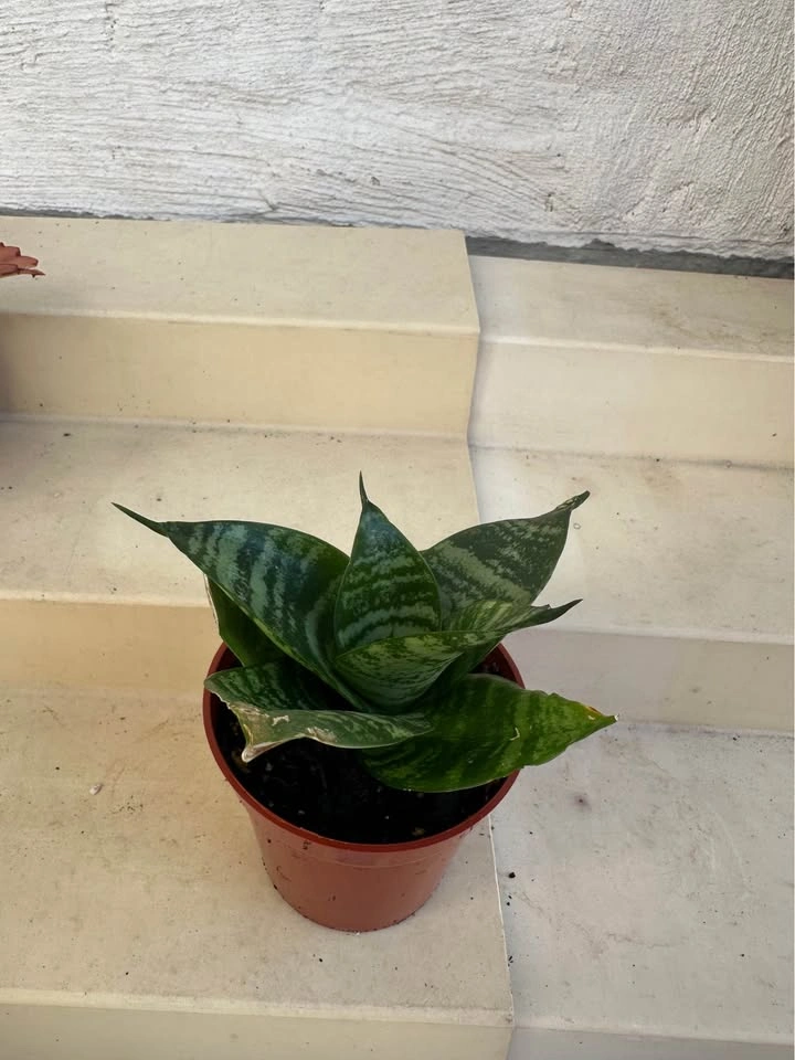 Dwarf Green Hahnii (Bird’s Nest) Snake Plant 🌱 - photo 4