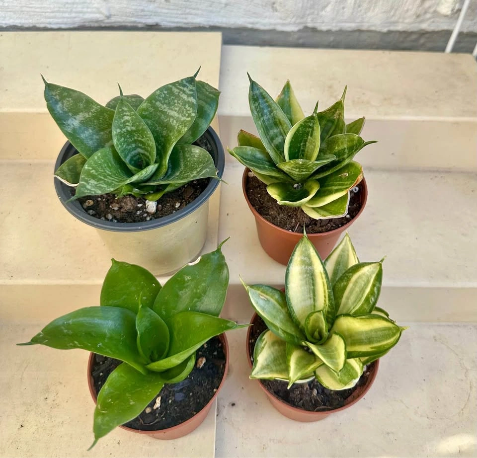 🌿All 4 Varieties of Dwarf Sansevieria Snake Plants: $28