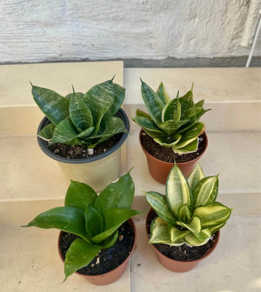 🌿All 4 Varieties of Dwarf Sansevieria Snake Plants: $28 - photo 2
