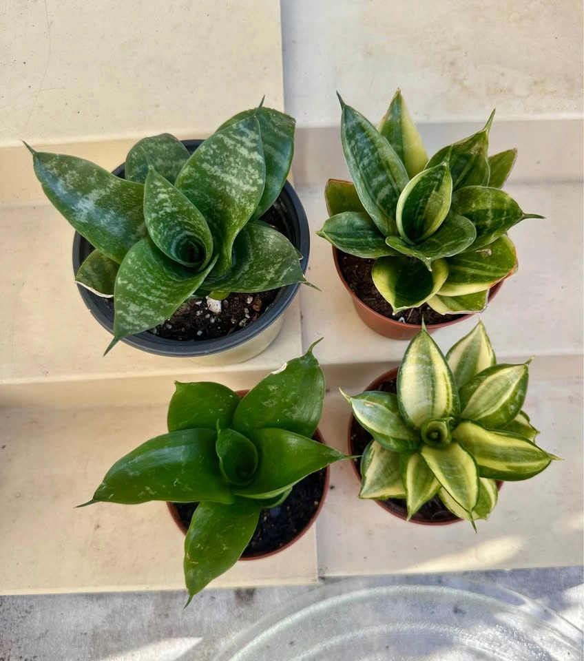 🌿All 4 Varieties of Dwarf Sansevieria Snake Plants: $28 - photo 3