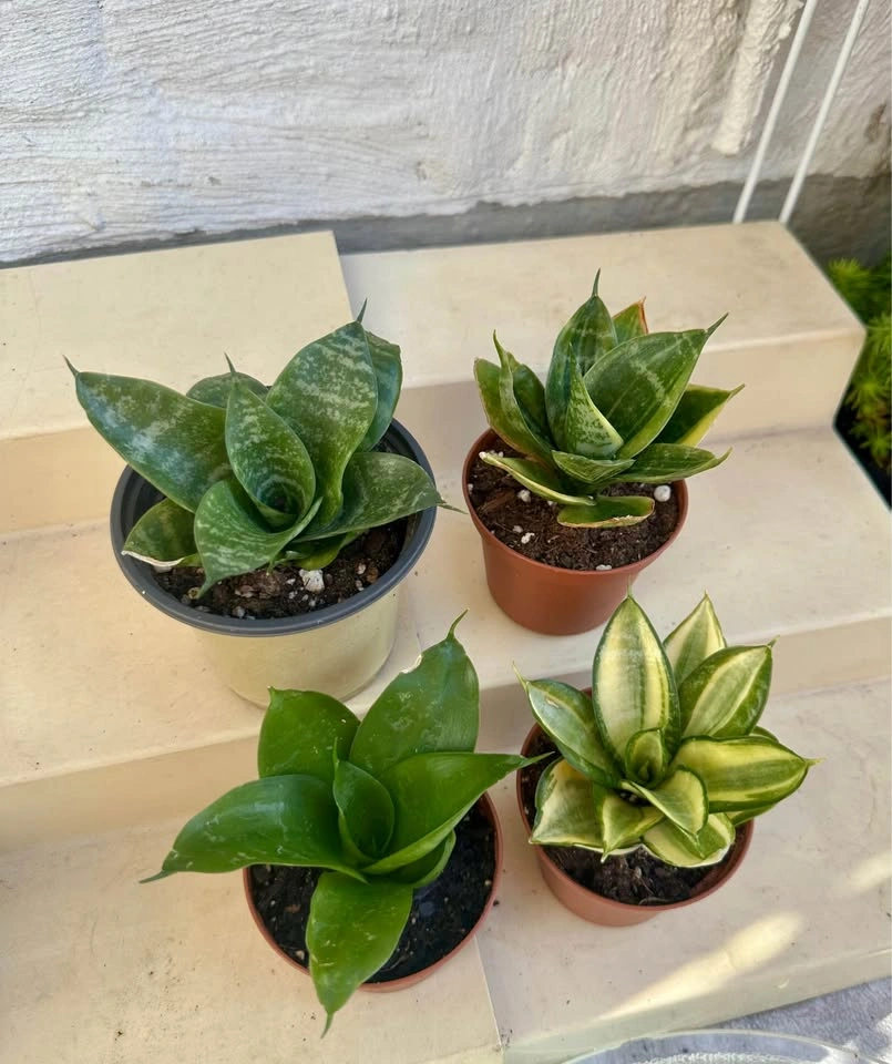 🌿All 4 Varieties of Dwarf Sansevieria Snake Plants: $28 - photo 4