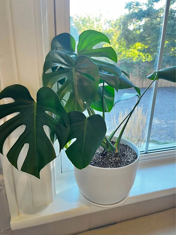 Monstera Deliciosa Plant