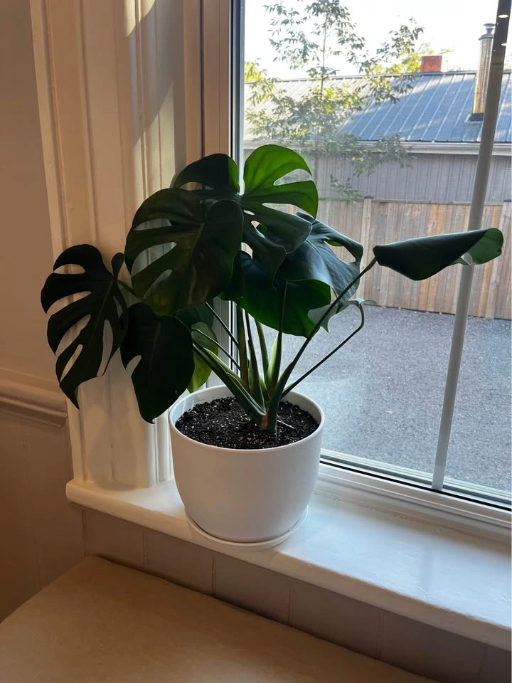 Monstera Deliciosa Plant - photo 2