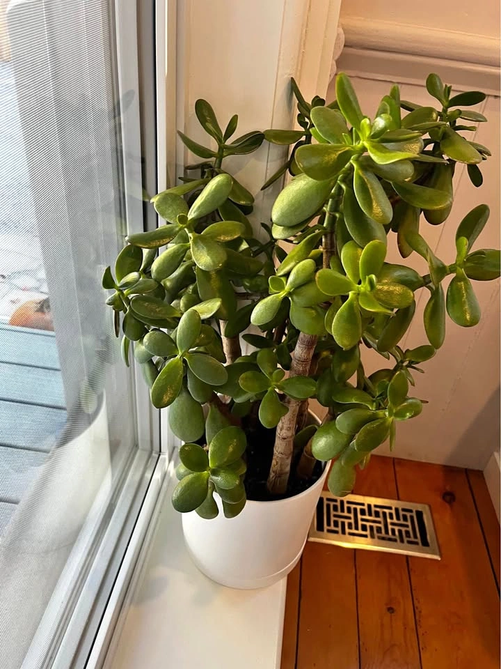 Large Jade Plant in White Pot