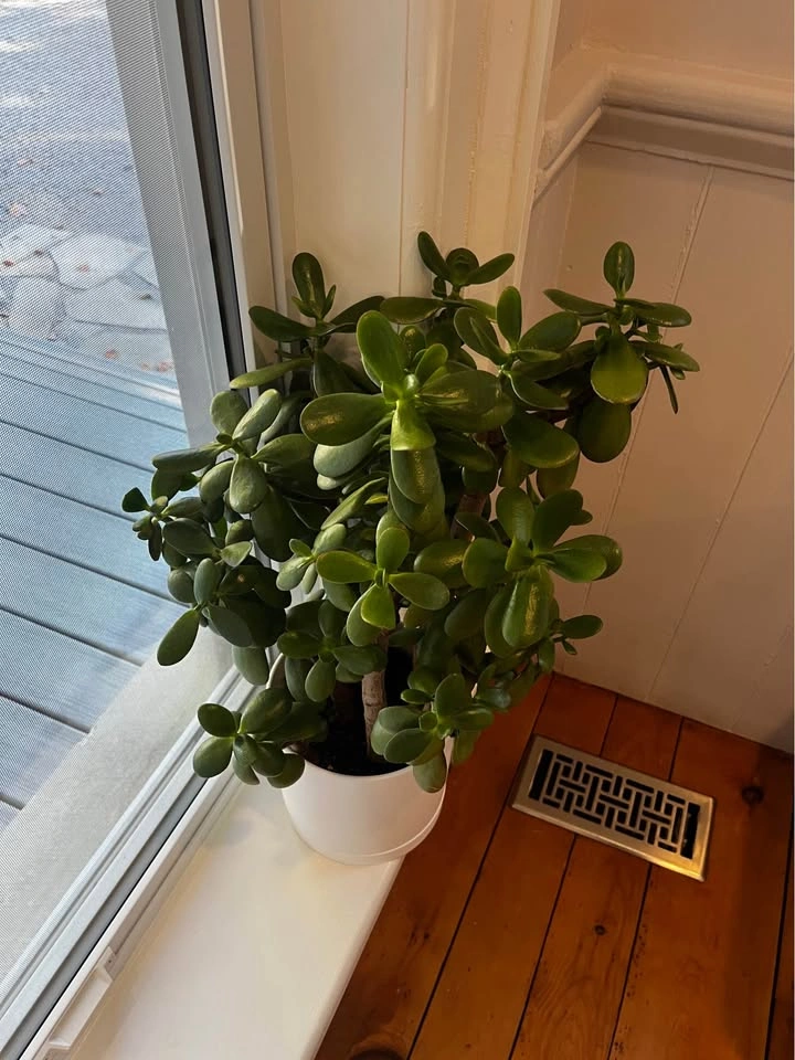 Large Jade Plant in White Pot - photo 2