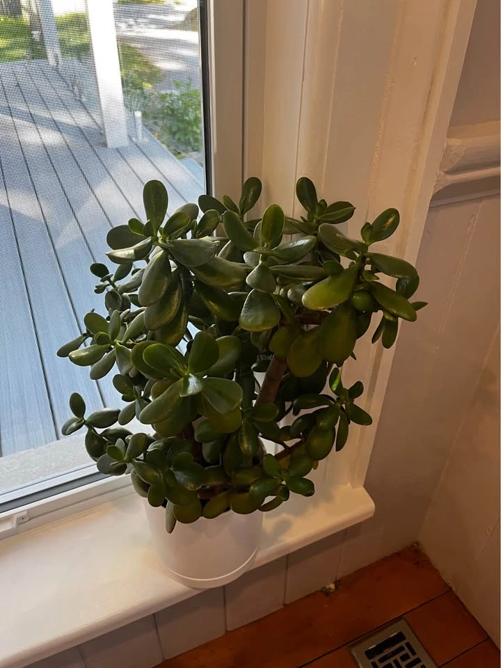 Large Jade Plant in White Pot - photo 3