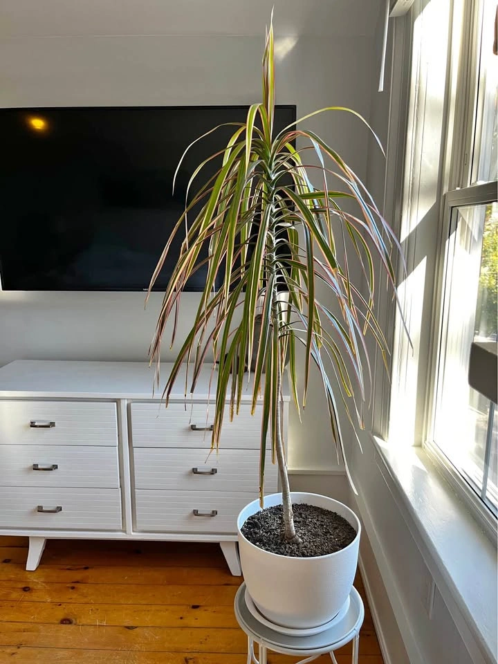 Dracaena Marginata Tricolor Dragon Tree