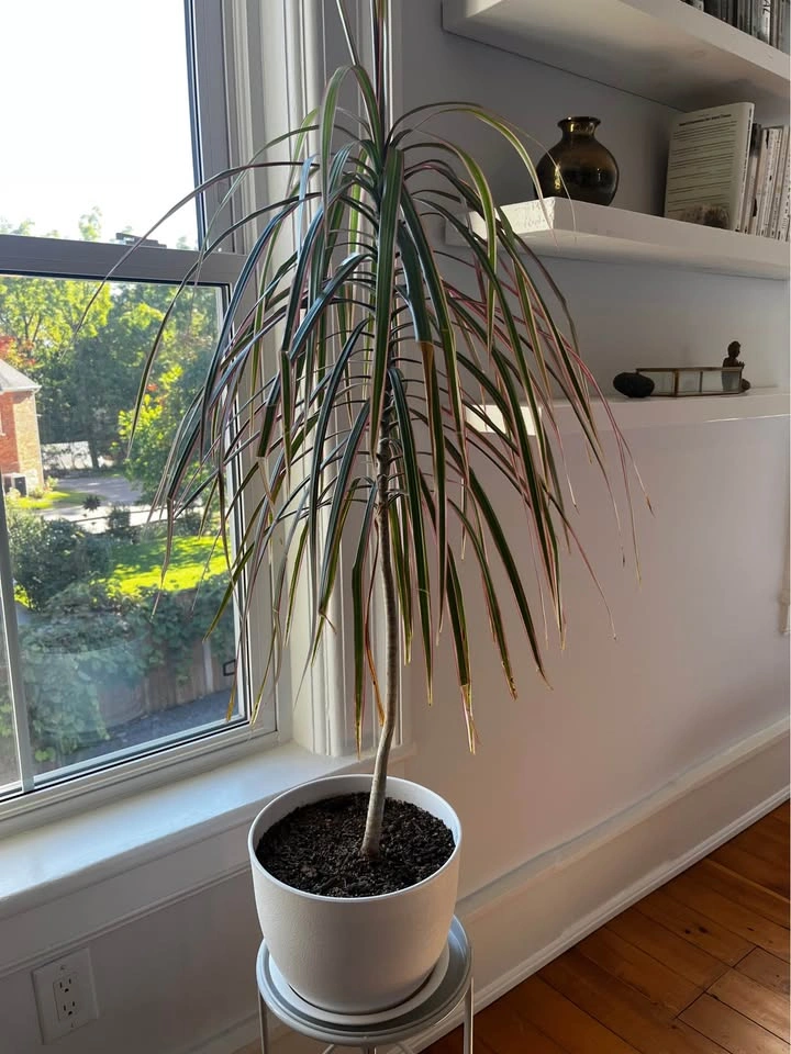 Dracaena Marginata Tricolor Dragon Tree - photo 2