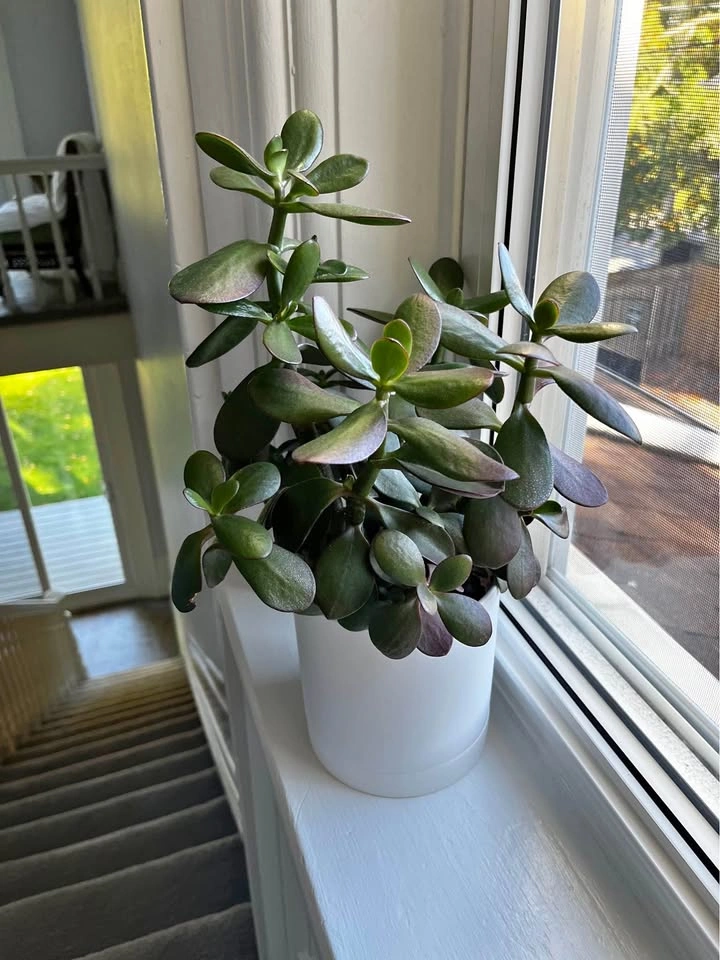 Jade Plant in White Pot