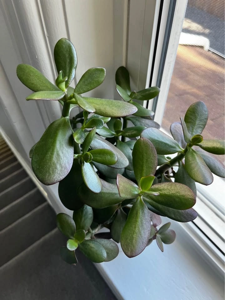 Jade Plant in White Pot - photo 2