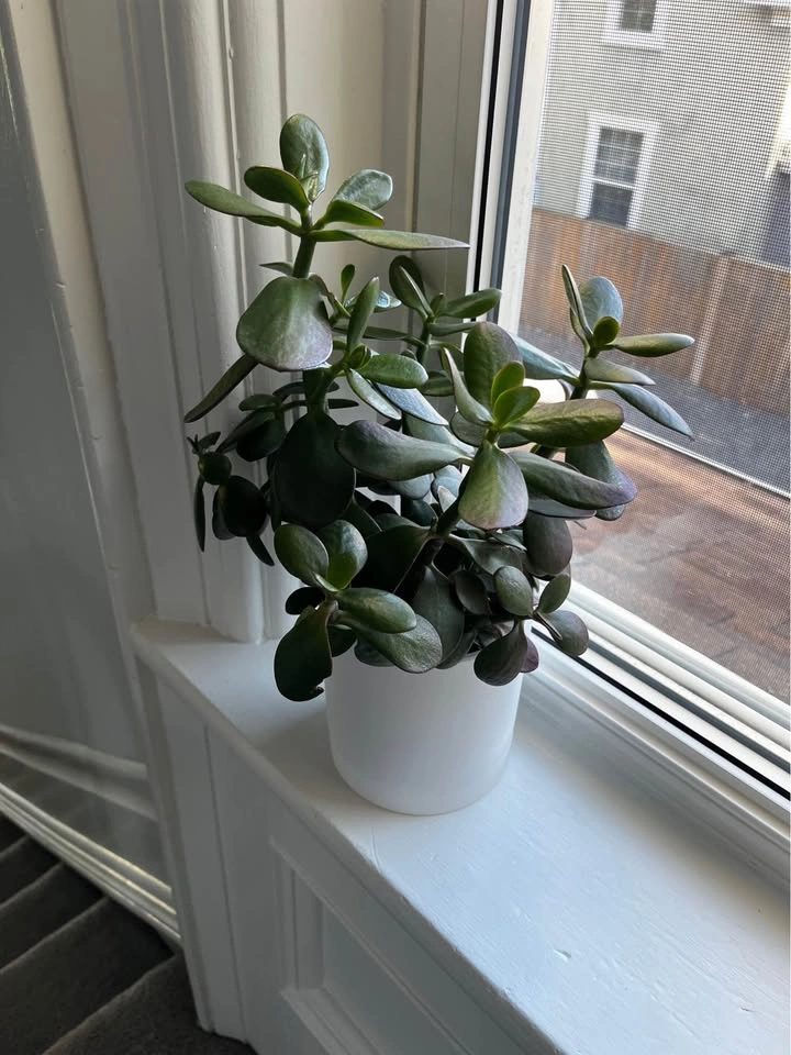 Jade Plant in White Pot - photo 3