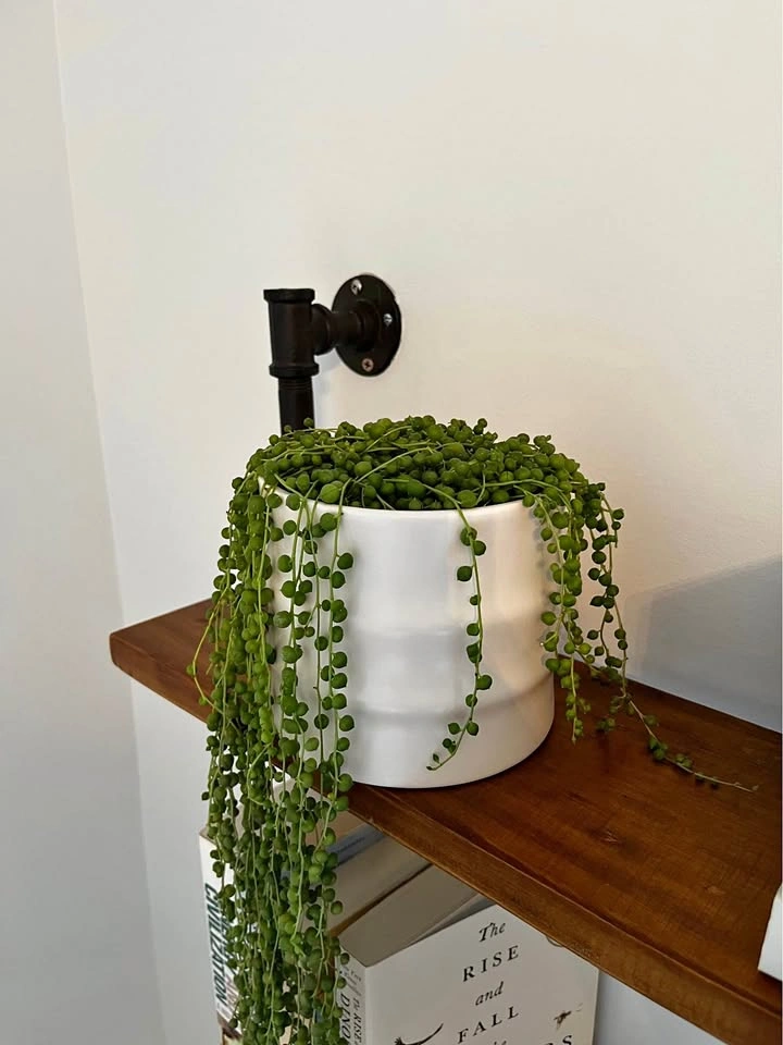 String of Pearls Succulent in White Ceramic Pot