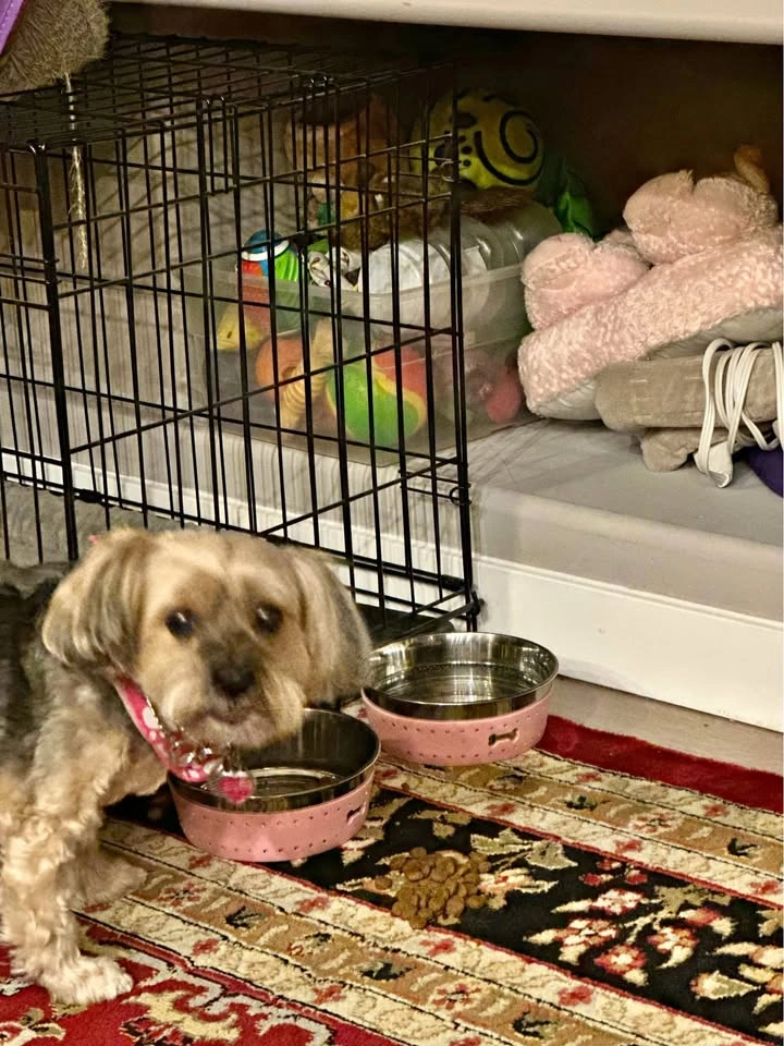 Single door dog crate