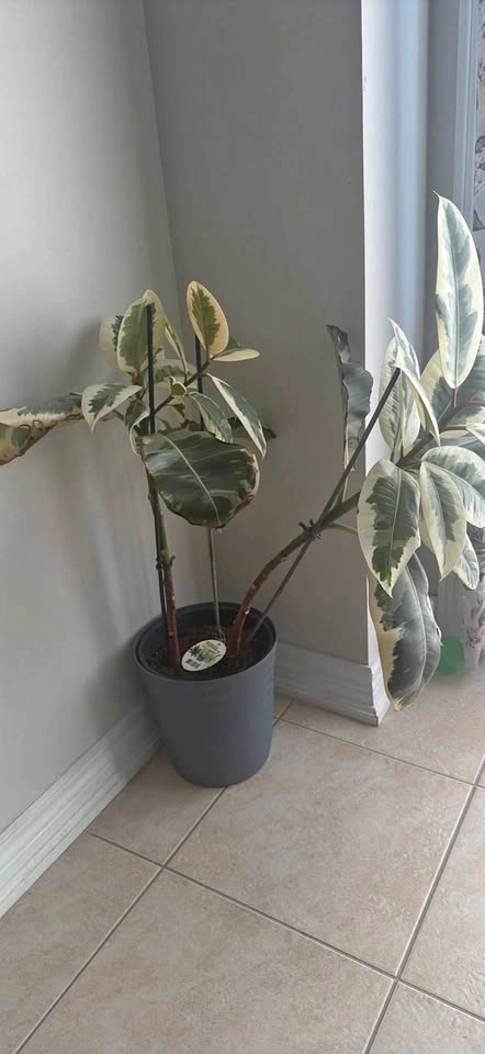 Moving Sale – Large Variegated Rubber Plant (Ficus Tineke) + Pla